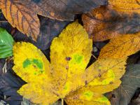 Ahornblatt in Gelb und Hellbraun mit einem Rest an Grün